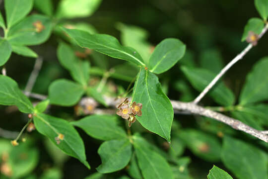 Image de Euonymus verrucosus Scop.