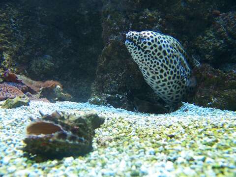 Image of honeycomb moray