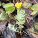 Image of Marsh St John's-wort