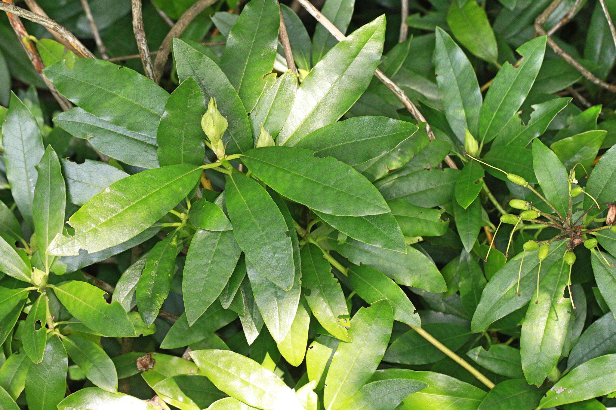 Image of Pontic Rhododendron