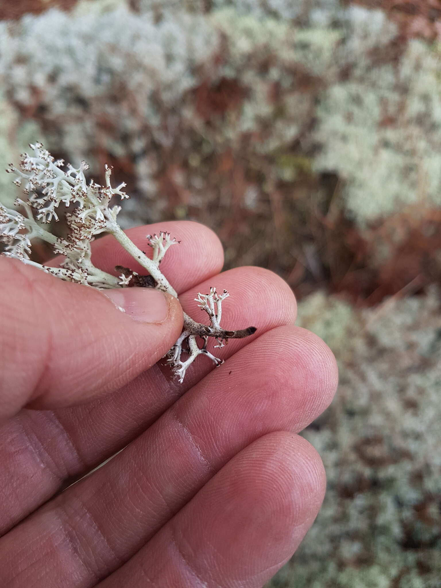 Imagem de Cladonia stygia (Fr.) Ruoss