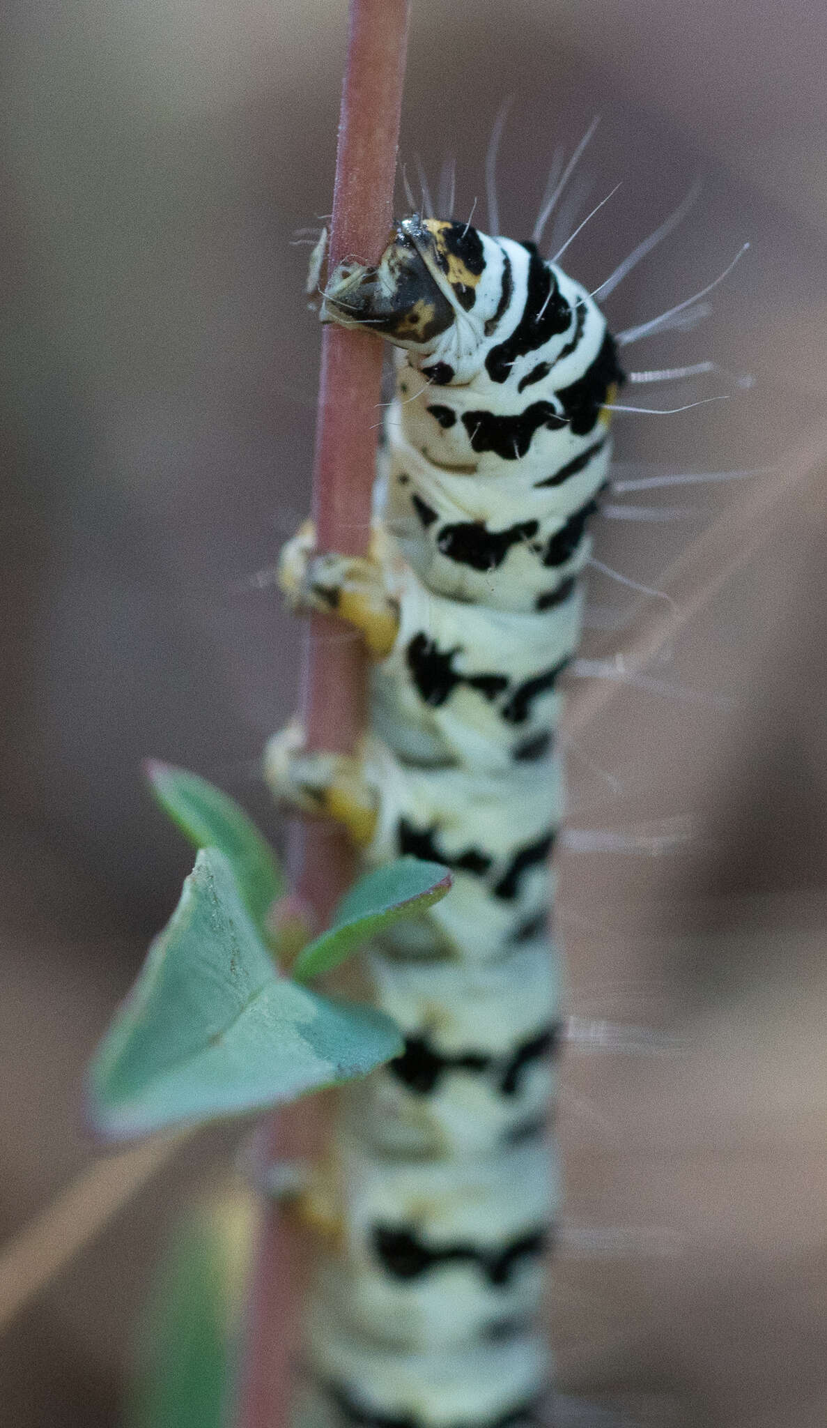 Imagem de Alypia mariposa Grote & Robinson 1868