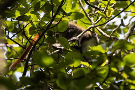 Cercopithecus ascanius (Audebert 1799) resmi