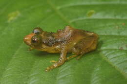 Image of Serna's Robber Frog