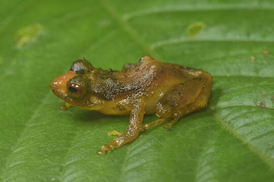 Imagem de Pristimantis dorsopictus (Rivero & Serna 1988)