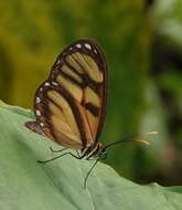 Image of Ithomia iphianassa Doubleday (1847)