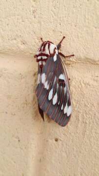 Image of Citheronia splendens (Druce 1886)