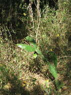 Image of Common Pricklypear