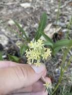 Sivun Ipomopsis spicata subsp. tridactyla (Rydb.) D. Wilken & R. L. Hartman kuva