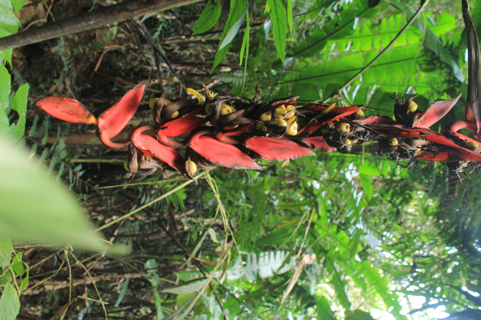 صورة Heliconia huilensis Abalo & G. Morales