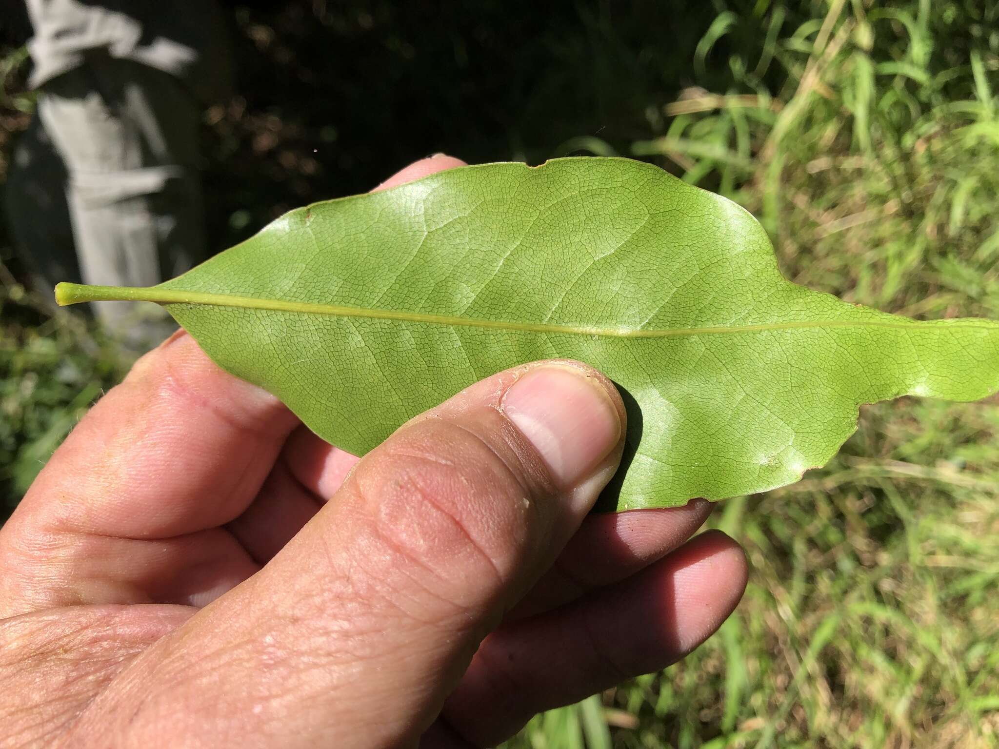 Plancia ëd Macadamia integrifolia Maiden & Betche