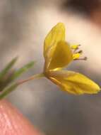 Image of Physostemon guianense (Aubl.) Malme