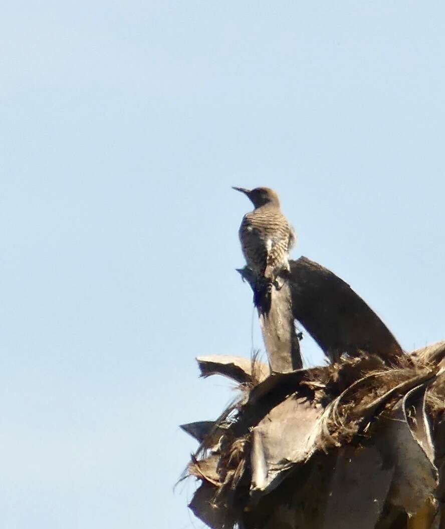 Image of Gilded Flicker