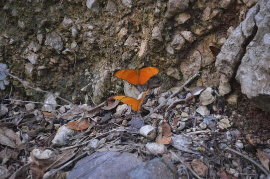 Image of Dryas iulia moderata Stichel 1907