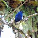 Image of Indigo Flower-piercer