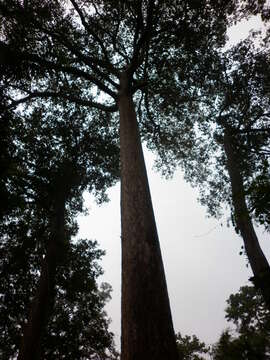 Image of Dipterocarpus alatus Roxb.