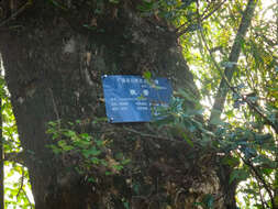 Image of Chinese Sweetgum