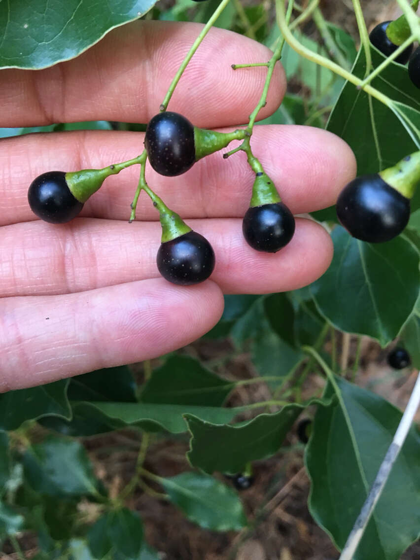 Image of Camphor laurel