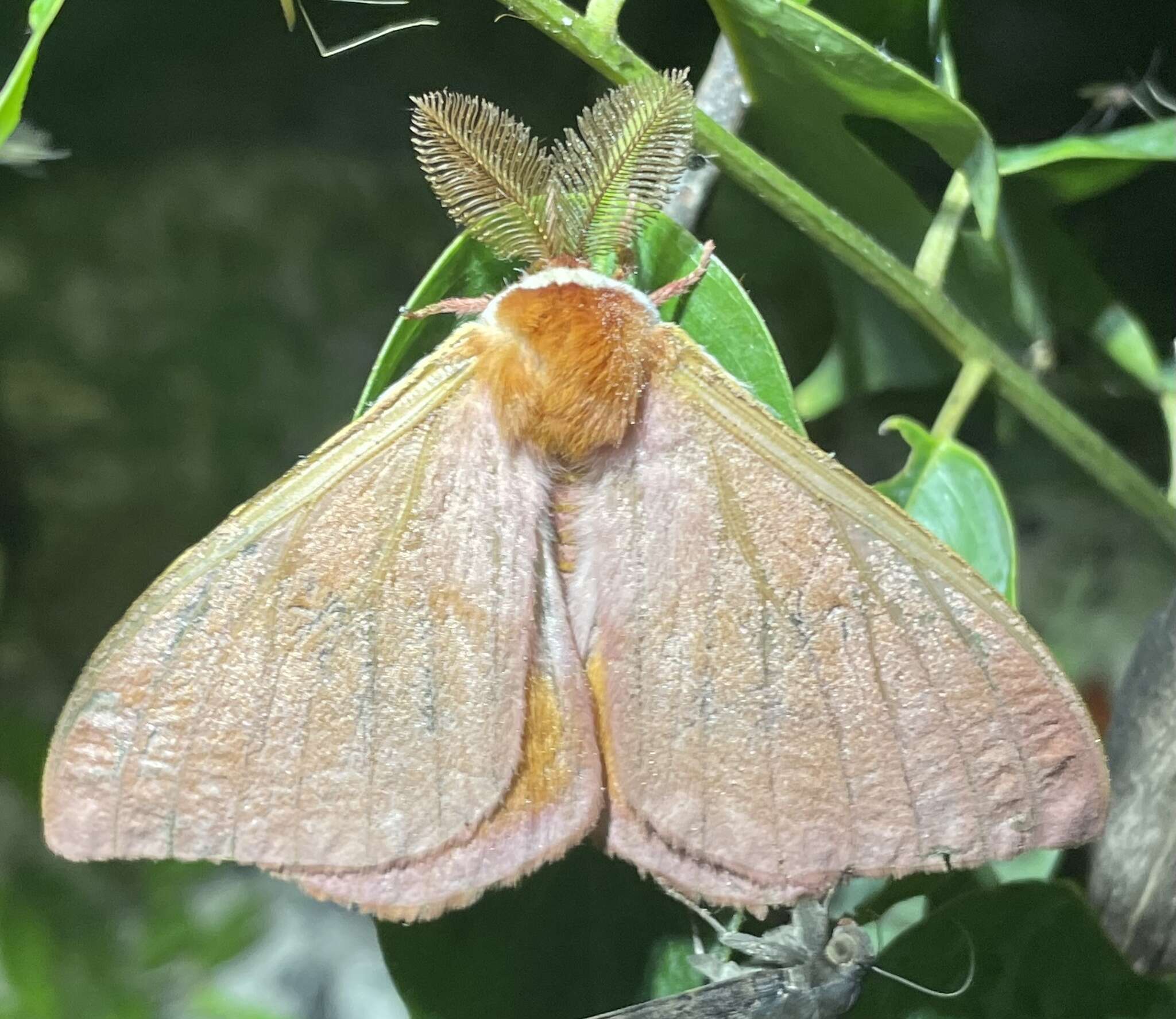 Image of Rohaniella pygmaea (Maassen 1885)