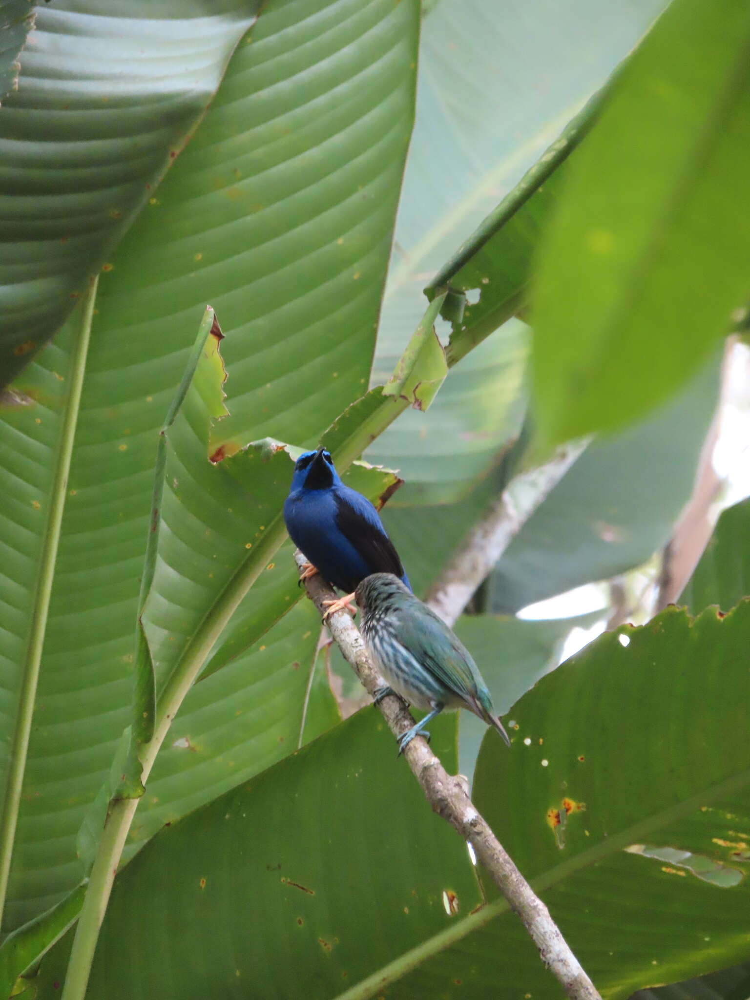 Image of Purple Honeycreeper