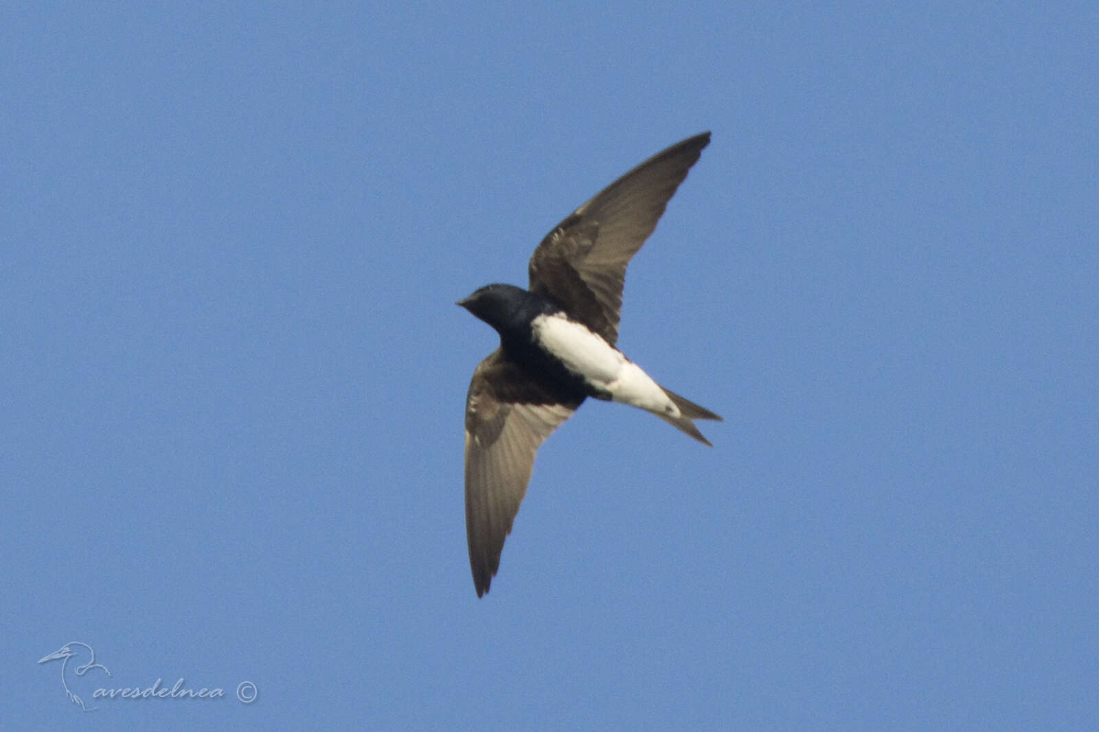 Image de Hirondelle à ventre blanc