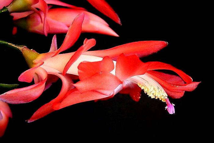 Image of false Christmas cactus