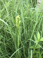 Image of Western prairie fringed orchid