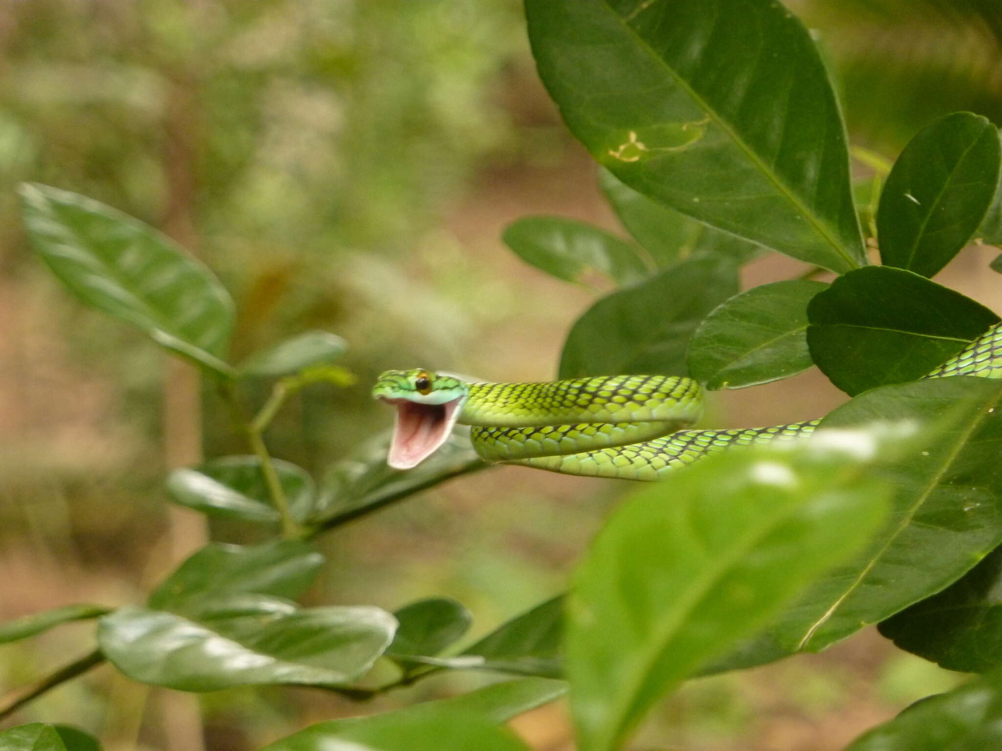 Image of Leptophis ahaetulla nigromarginatus (Günther 1866)