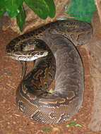 Image of African rock python