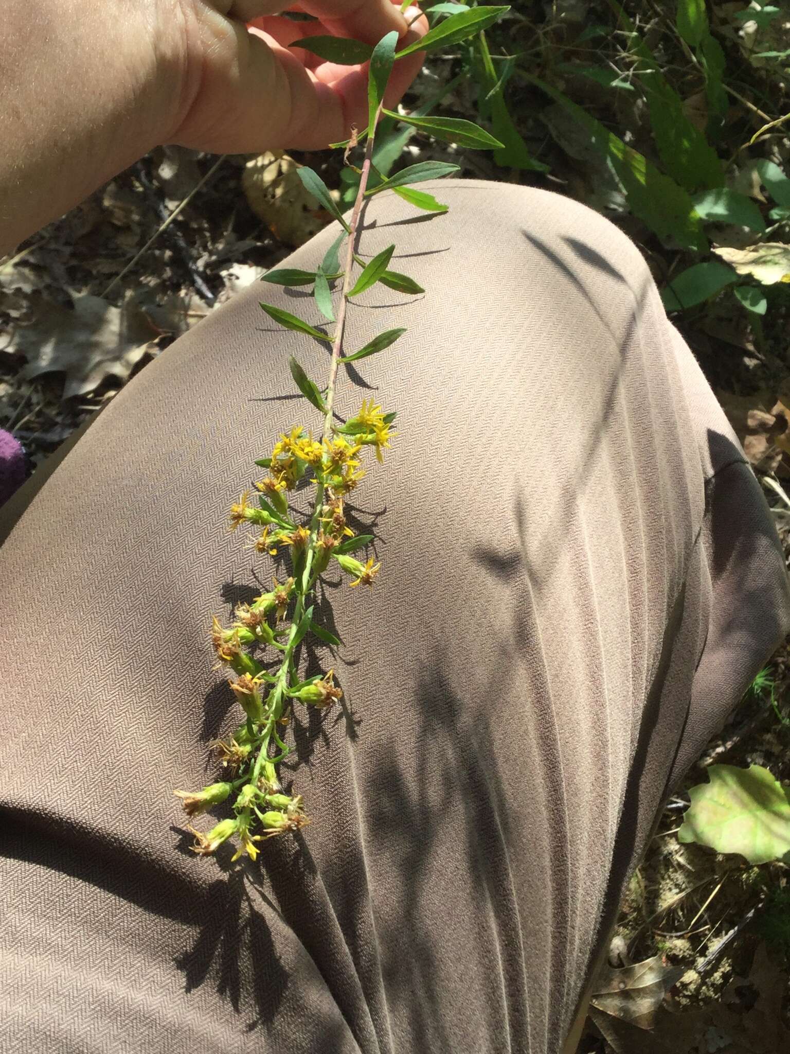 Image of downy goldenrod