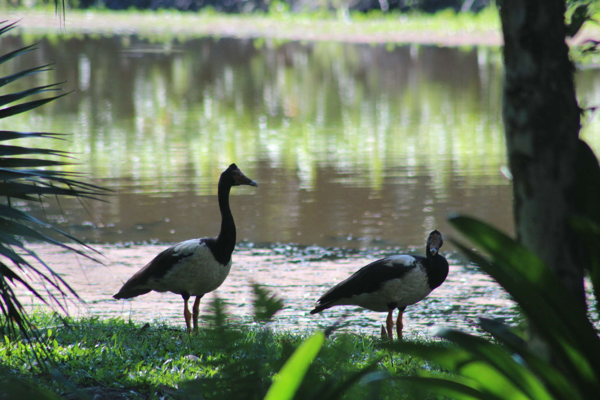 Image of magpie-goose