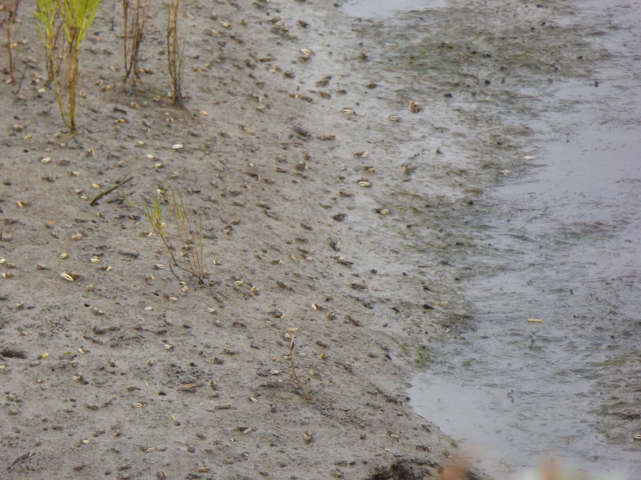 Image of Mexican Fiddler Crab