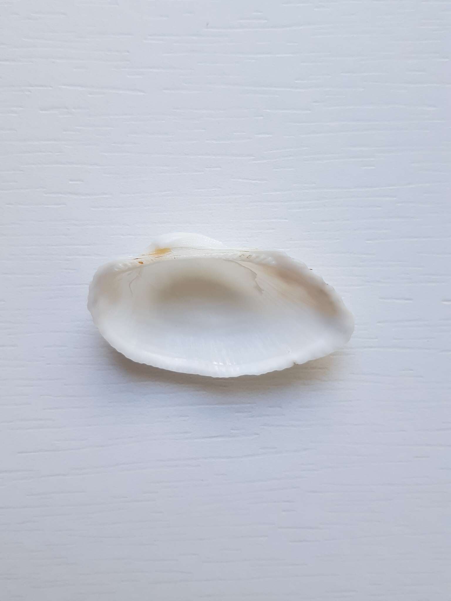 Image of white-beard ark shell