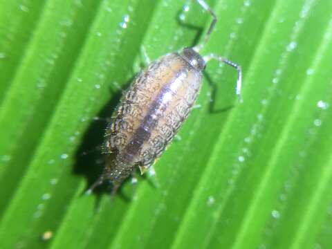 Image of Pillbug