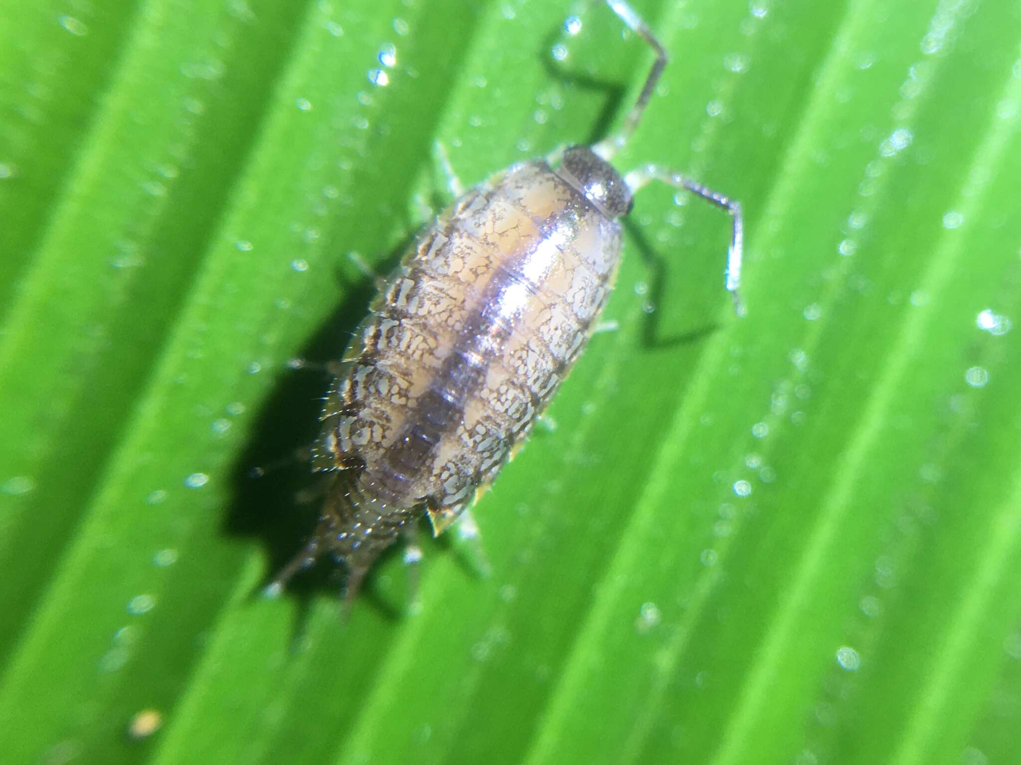 Image of Pillbug