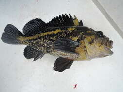 Image of China rockfish