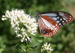 Image of Eupatorium japonicum Thunb.