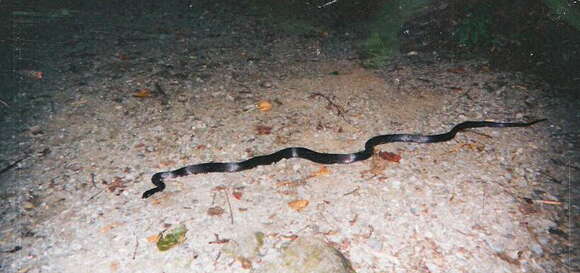 Image of Rat snakes