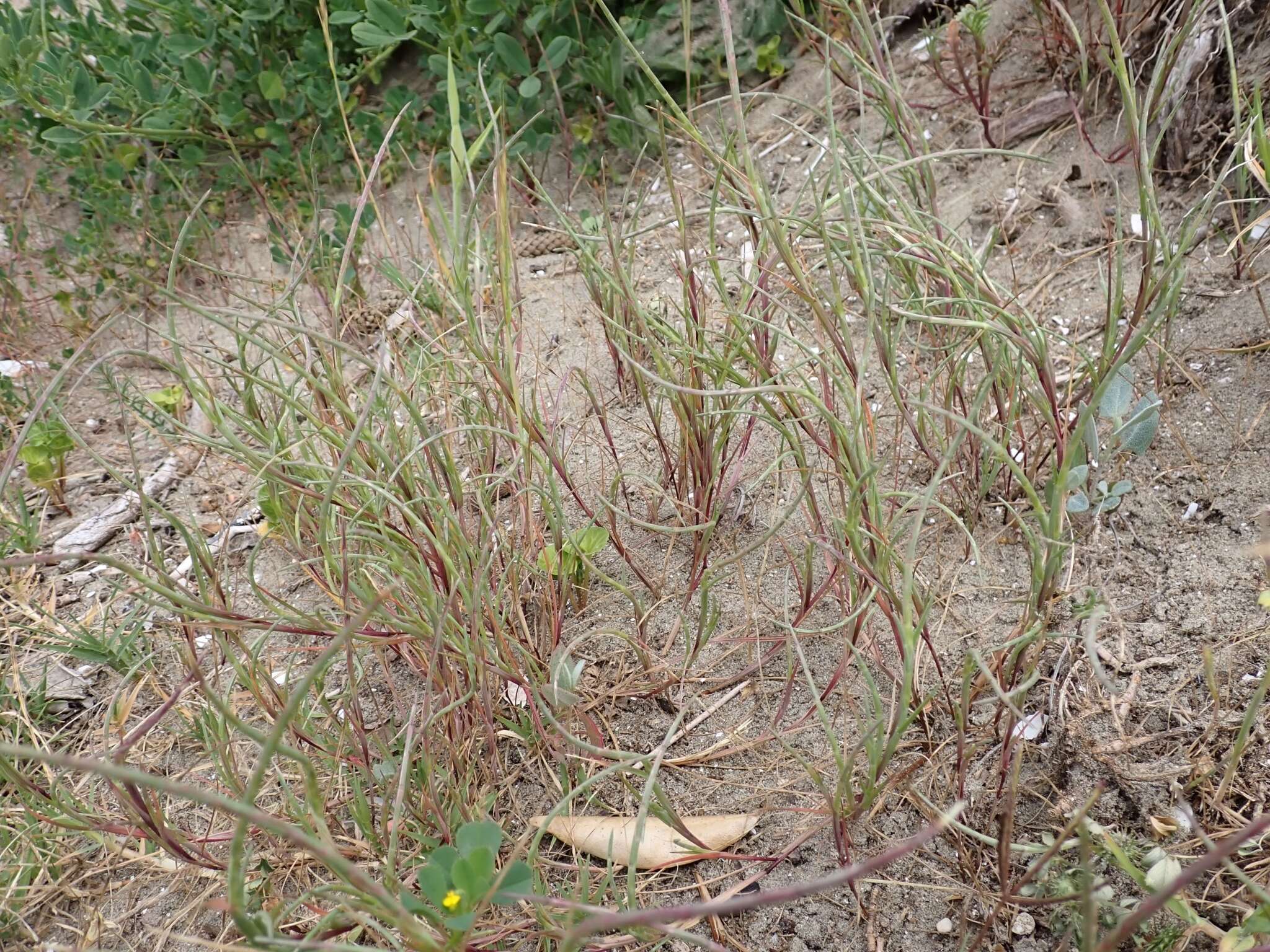 Image of curved sicklegrass