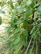 Image of Breynia oblongifolia (Müll. Arg.) Müll. Arg.