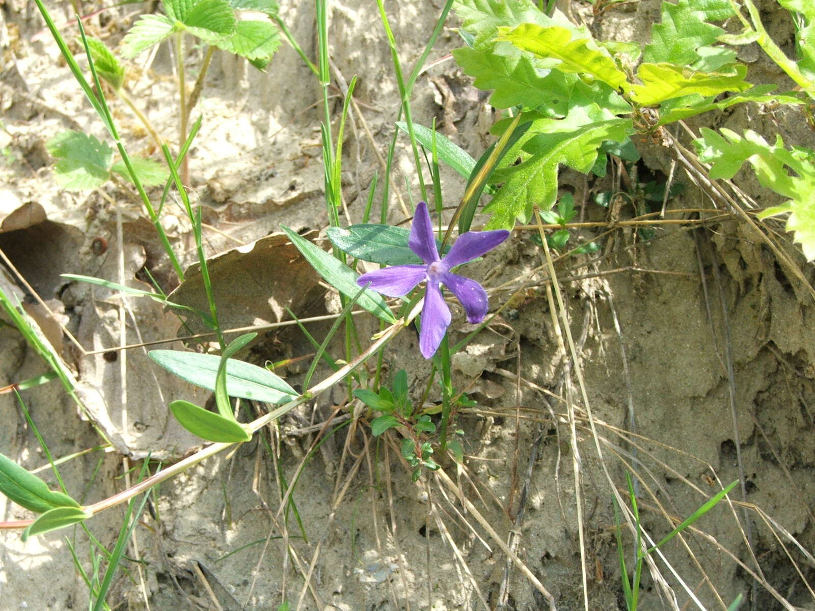 Image of herbaceous periwinkle