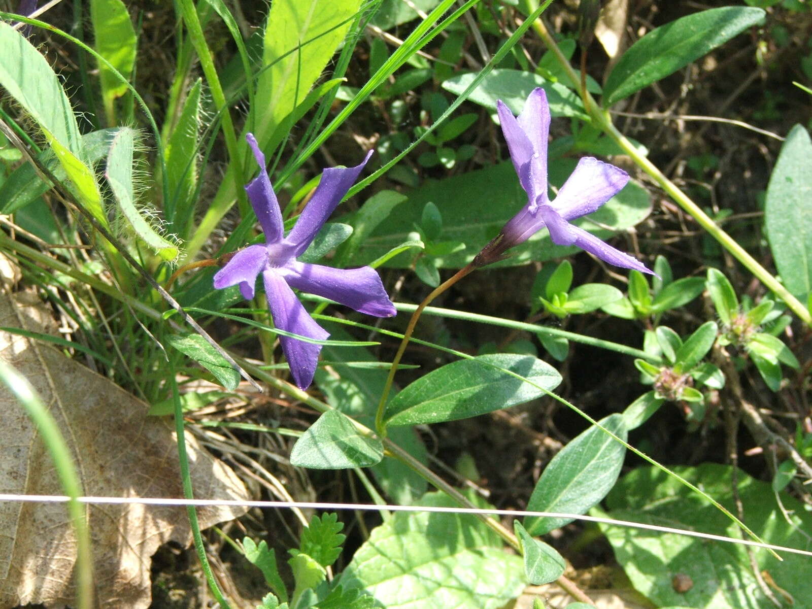 Image of herbaceous periwinkle