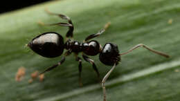 Image of Prolasius convexus McAreavey 1947