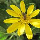 Osteospermum moniliferum subsp. moniliferum的圖片