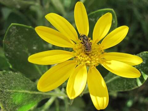 Osteospermum moniliferum subsp. moniliferum的圖片