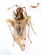 Image of Dicyphus alkannae Seidenstucker 1956