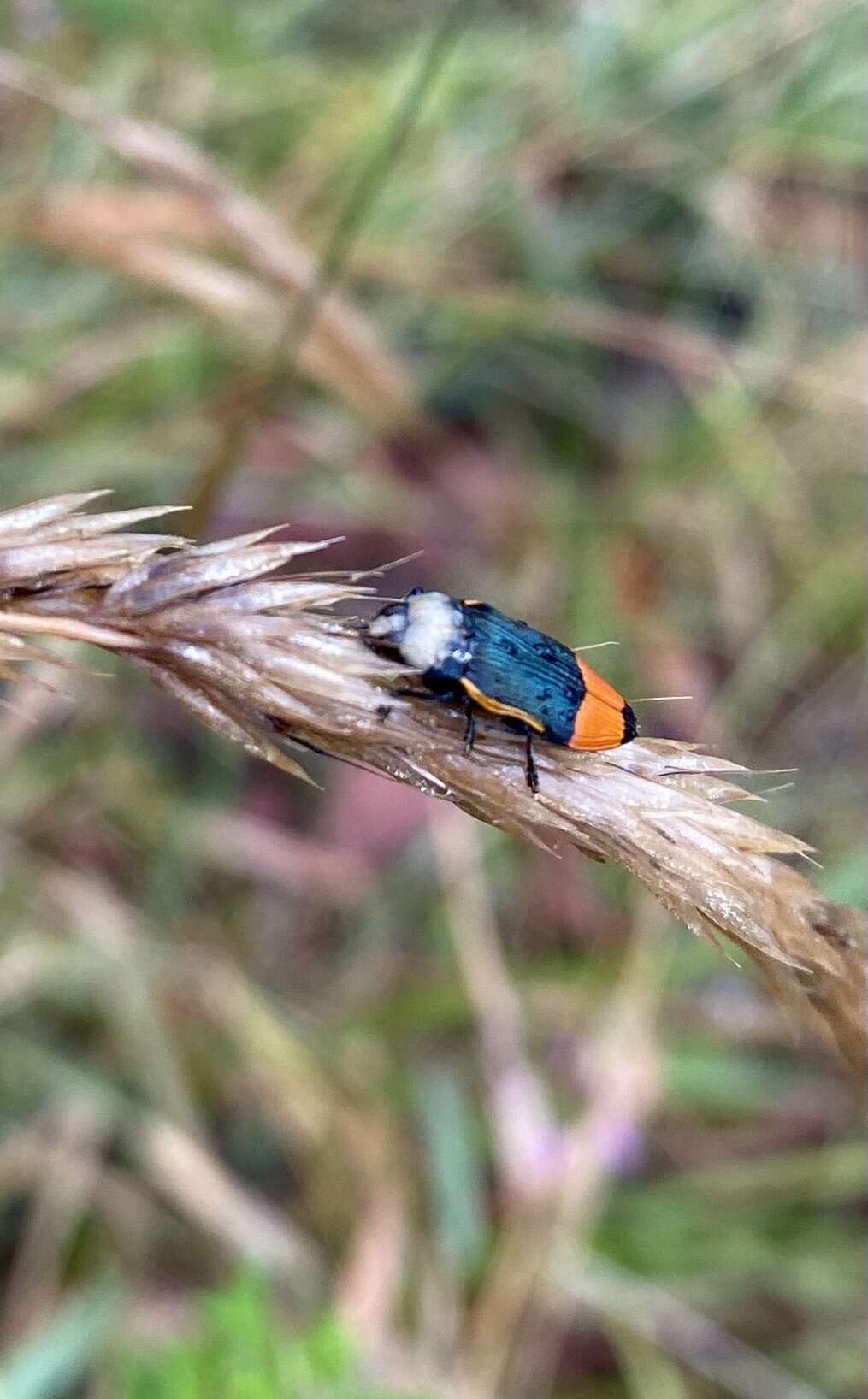 Image of Castiarina kerremansi (Blackburn 1890)