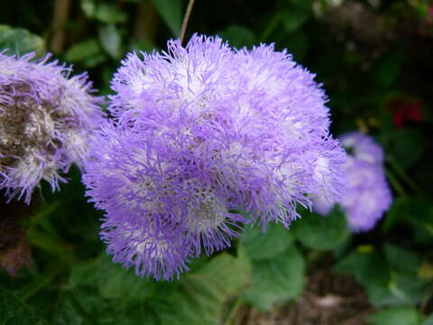 Imagem de Ageratum houstonianum Mill.