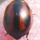 Image of Winter Lady Beetle