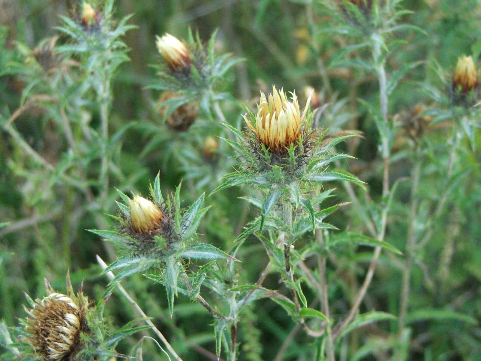 Image of Carlina biebersteinii Bernh. ex Hornem.